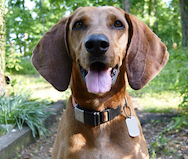 Which dog tracker should I get? F1 vs AirTag