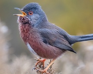Identify birds you hear and see w Merlin Bird ID