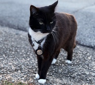 Why AirTag 2 makes an even better pet tracker